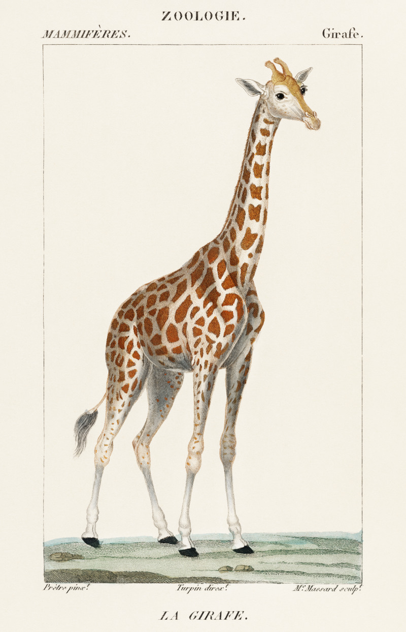 Giraffe Illustration by Pierre Jean Francois Turpin